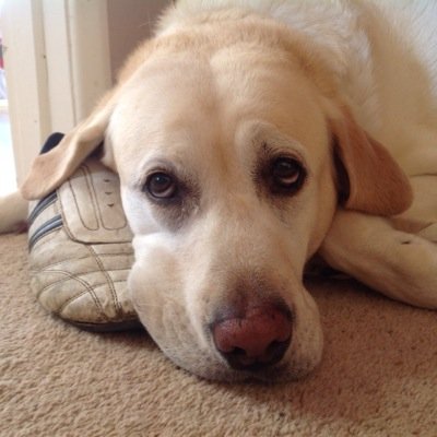 britnell_adrian's profile picture. 