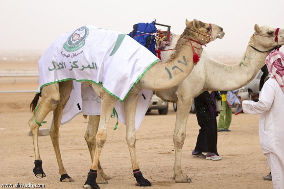 Xcvgfer's profile picture. 