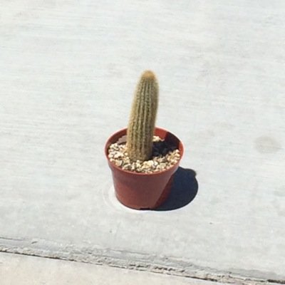 walking_cactus's profile picture. Im a walking cactus.