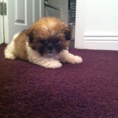 steobrien25's profile picture. 