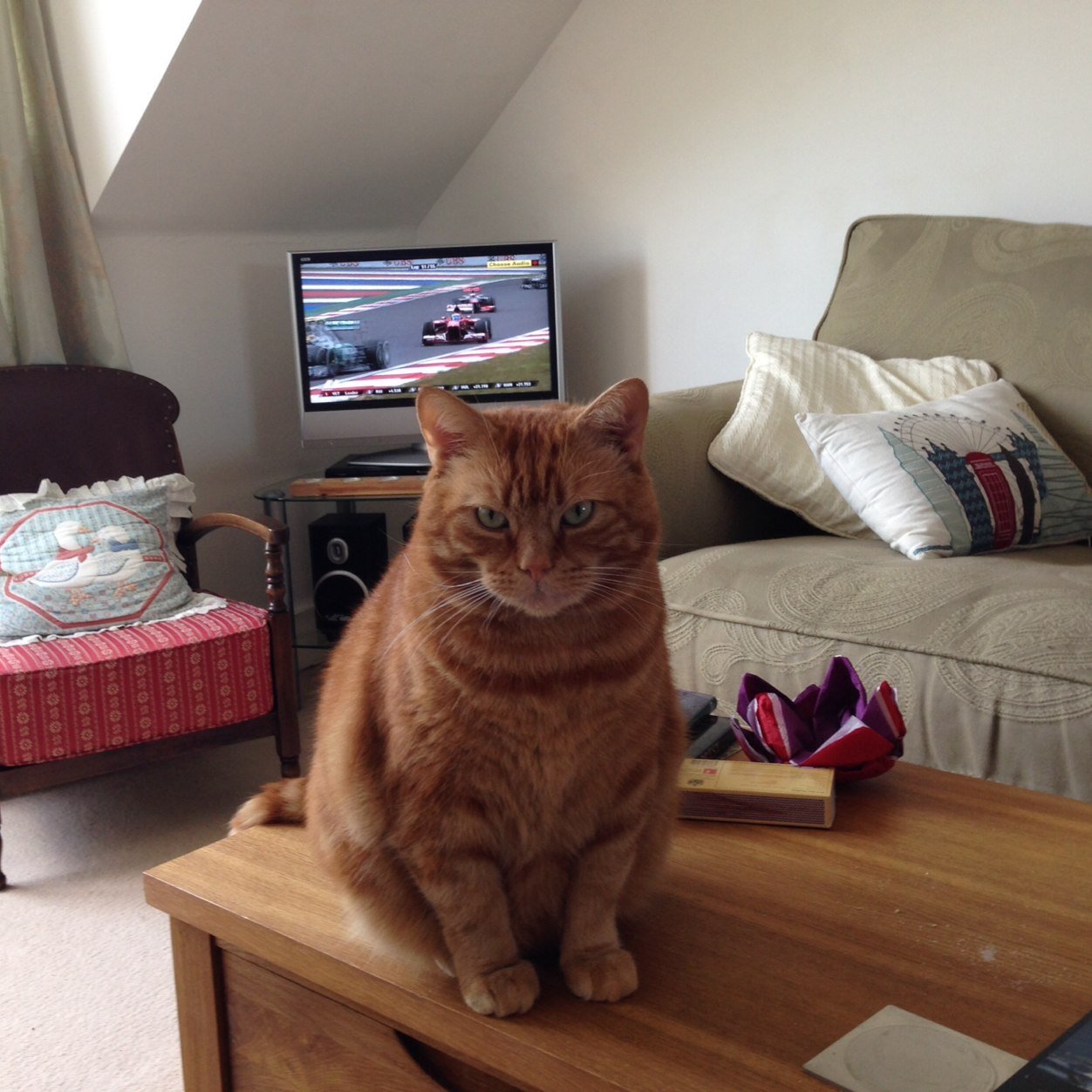 Mmarmalade2's profile picture. I am a very cool, slightly plump, orange cat, loving Formula 1 this season, Scottish political pundit.