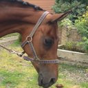 ashley niven - @horseshowgirl10 - Twitter