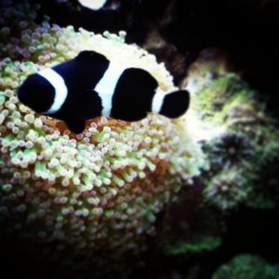 Passionate_Reef's profile picture. Passionate Reef is here to help you achieve and endore this amazing Coral Reef Aquarium hobby.