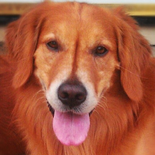 GoldenGrange's profile picture. Golden Grange Kennels is an all-breed boarding, training and grooming facility located in rural Chesterfield, NJ.