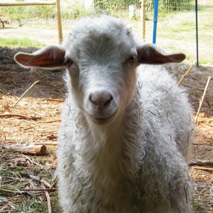 gardenfairyfarm's profile picture. Family farm focused on the preservation of biodiversity and the environment. We grow a wide variety of heirlooms with help from our critters.