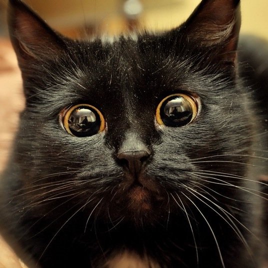 Photography, Drawing, Cats & Warm Sweaters.
