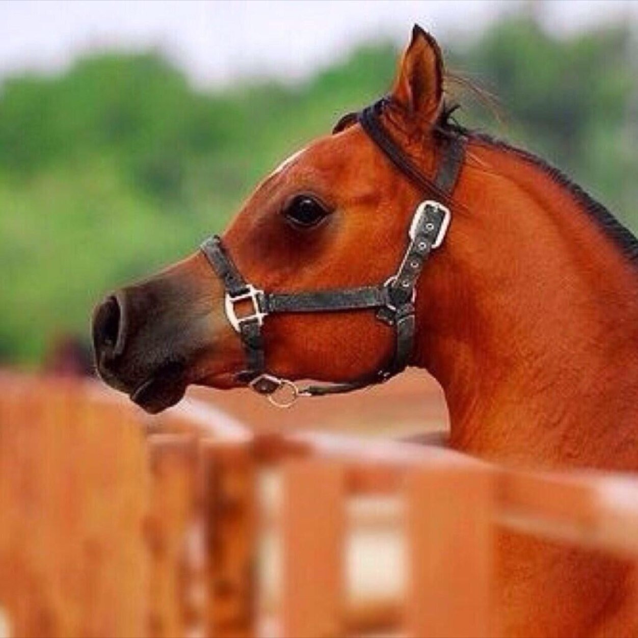 wrysftrr's profile picture. يمه وانا ادري كل م قلت يمه تصغين في كل الأحاسيس يمي في ذمتي لو تطلبين العمر ذمه لقول لك يا قرة العين سمّي