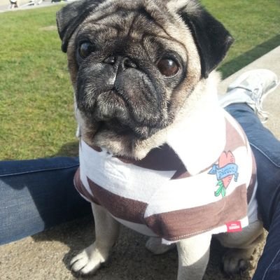 Passionate about Contemporary Paper Cut Art. Lover of pugs, fashion, jazz dance and fine food.
