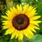 Solyvida1970's profile image