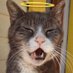 Bisky & Chelsea (@biskythecat) Twitter profile photo