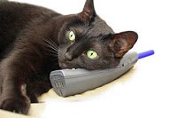 bkcatcalls's profile picture. I'm a cat. I like to make calls.