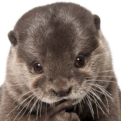 alexk0918's profile picture. i am solely jiving at the current moment