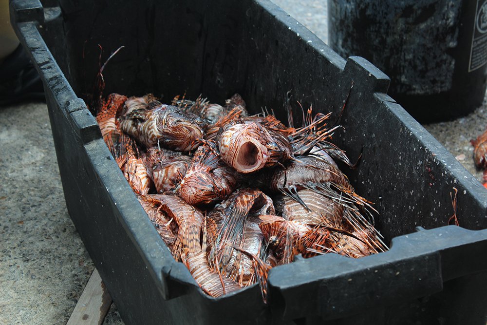 Building capacity on Mayreau & other Grenadines to capture, consume & make jewellery from invasive lionfish to protect biodiversity in our waters.