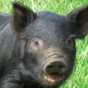 sdtom59's profile picture. Passionate Vaper-for-Life since 01/01/14, Proud American fighting the FDA every chance I get. VAPER'S RIGHTS!  Obviously, I also like giveaways!  ;=)