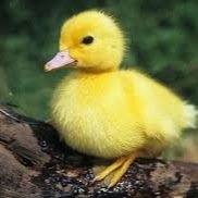 the duck that matt indirects all the time is my boyfriend