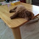 芝 (@1029_shibashiba) Twitter