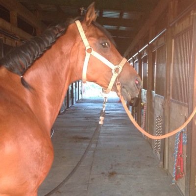 Just your typical cowgirl. Riding, training, and working all day everyday, with the occasional mud involved.