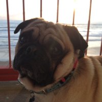 🌟✨ (@yippieyiyokayah) 's Twitter Profile