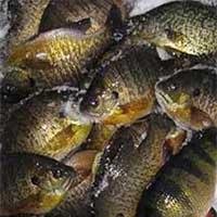 SexyShotgunner8's profile picture. Follow us if you like to fish for panfish