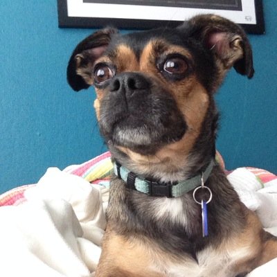 DaphnethePug's profile picture. 