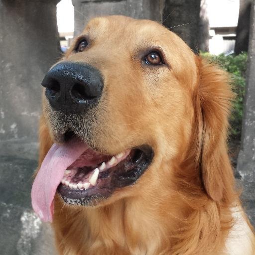 JesusFidel's profile picture. 