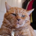 Ginger Tom - @Ask_George_Why - Twitter