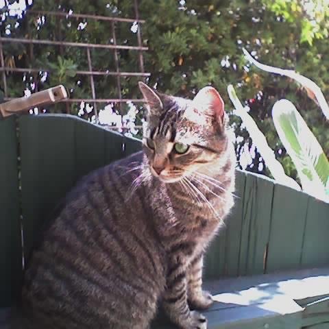 I’M A LOST LITTLE KITTY & I MISS MY HOME & MY MOM AND DAD!
I'M A GREY STRIPED LITTLE KITTY WITH THE GREENEST EYES YOU HAVE EVER SEEN!