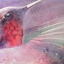 lauri arn - @2480hummingbird - Twitter