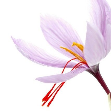 saffron_exporte's profile picture. Iran Saffron Exporter - Exporting Saffron to All Around the World.