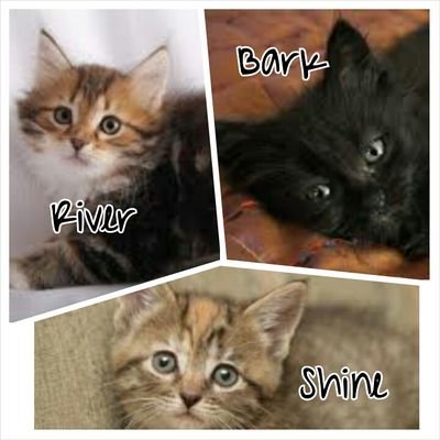 Riverkit & Barkkit Big tom-kit's. Shinekit Small she-kit. Parent Darkflower Clan None 0 moons.