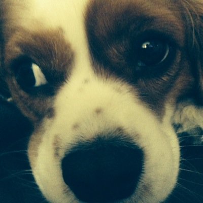 4 year old cavalier against animal cruelty. I also love my treats and walkies. I have 2 furry siblings! I also love my hooman friends.