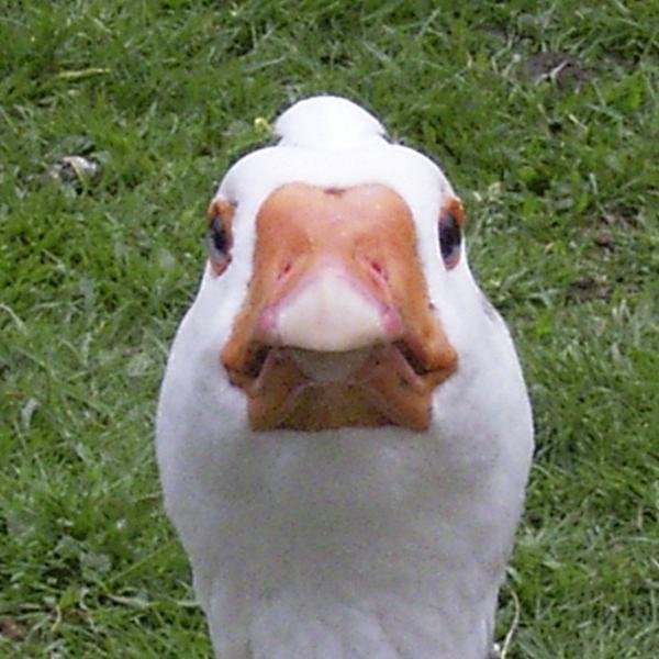 FSmit14's profile picture. Bioloog, natuurliefhebber, dierenbeschermer.