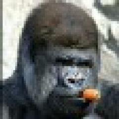 maninthetub's profile picture. No Tofu No Peace