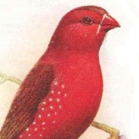 eBay & Etsy fabric seller - Red Finch Lane

https://t.co/TSeshvFV9j