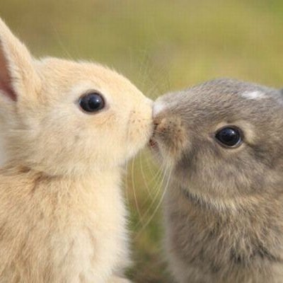 キュンとする動物たちの画像です。癒されてください。