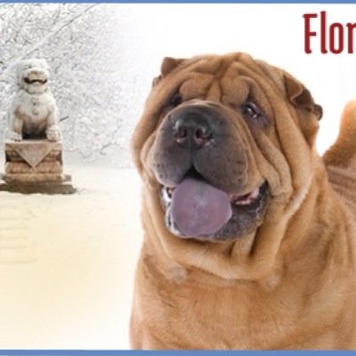 florida rescue fl shar pei rescue flsharpeirescue florida rescue fl shar pei rescue flsharpeirescue