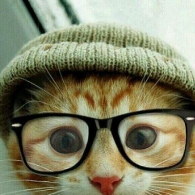 amo los gatos *-*  amo el chocolate :'D  ™«Sigueme»™