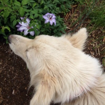 inakanuse's profile picture. 