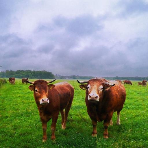 Het Reestdal: een stukje oerlandschap op de grens van Overijssel en Drenthe. Uniek in Nederland. Kom, Kijk, Proef en Beleef het Reestdal.