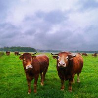 Beleef het Reestdal (@mijnreestdal) 's Twitter Profile Photo