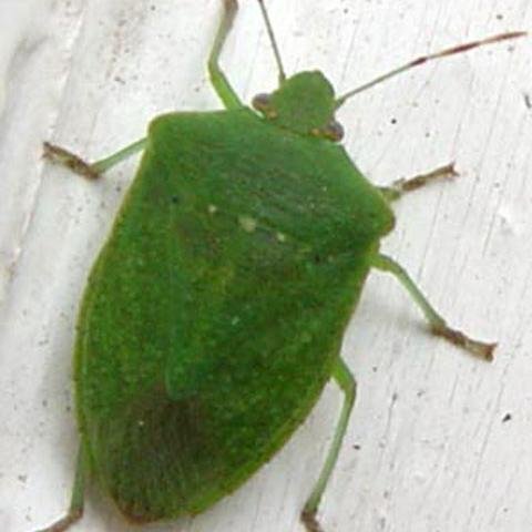 perfettofallito's profile picture. Guida spirituale lungo la via del Perfetto Fallimento ed eremita sul Monte Parappero.