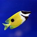 Angela Kirkman - @rabbitfish - Twitter