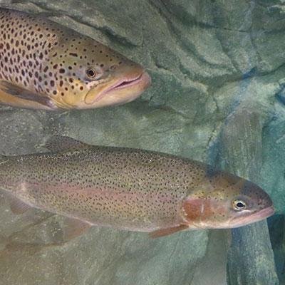 We are the fish of the @Cabelas aquariums. Drop us a line! #TweetTheFish