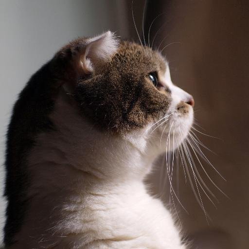 流浪の猫