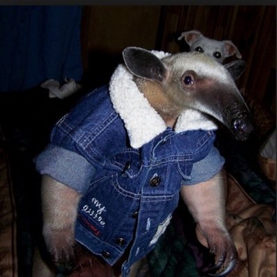 I like the beers and animals and brains.