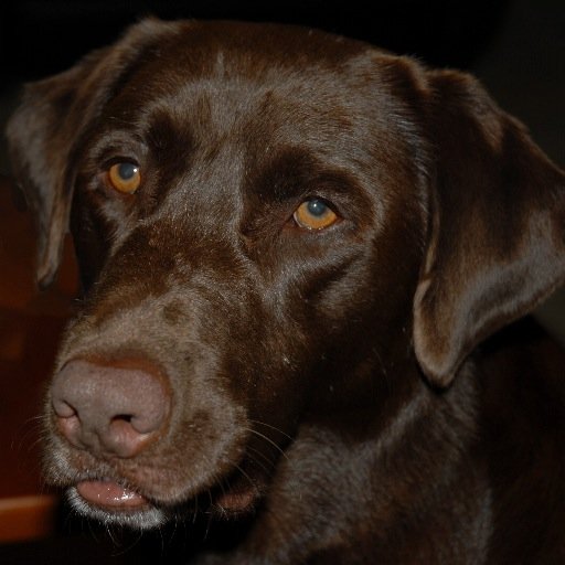 This twitter account is to honor the life of my Labrador Jake. I miss him so much. RIP 7/11/14