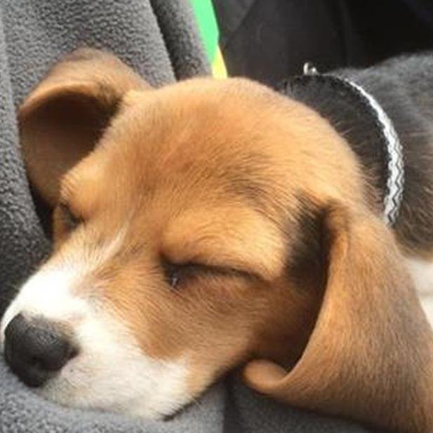 321Scouts's profile picture. Scouting in Ladywood, Birmingham for youths aged 6-14 years old and adult volunteers.  Formed in Feb 2014, we run Beaver, Cub and Scout sections.  Why not join?