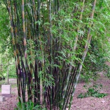 Bamboo Growing  Selecting A SiteYour bamboo will grow in most types of soil, but the better the soil then the better the growth.