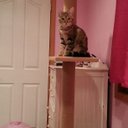 Molly Shoemaker - @9a200a3715d7421 - Twitter