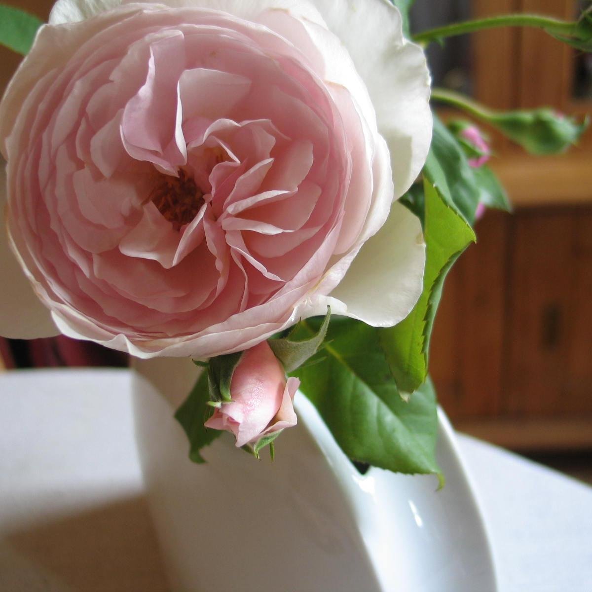 Sternenstaub62's profile picture. Mutter, Journalistin,Patienten-begleiterin, Pfarrfrau: viel zu tun.....macht alles zusammen ein kunterbuntes Leben aus! Ich liebe Politik...und Blumen.:-)